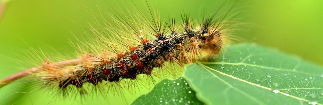 image of a spongy moth caterpillar