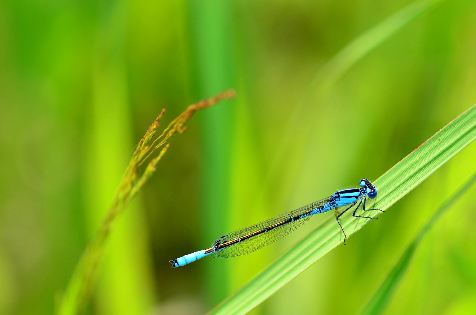 image of a damselfly
