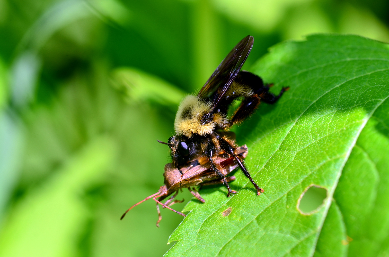 robber fly with stink bug