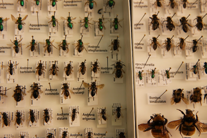 pinned insect specimens