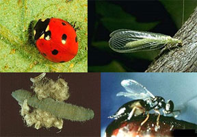 mosaic of four insect images