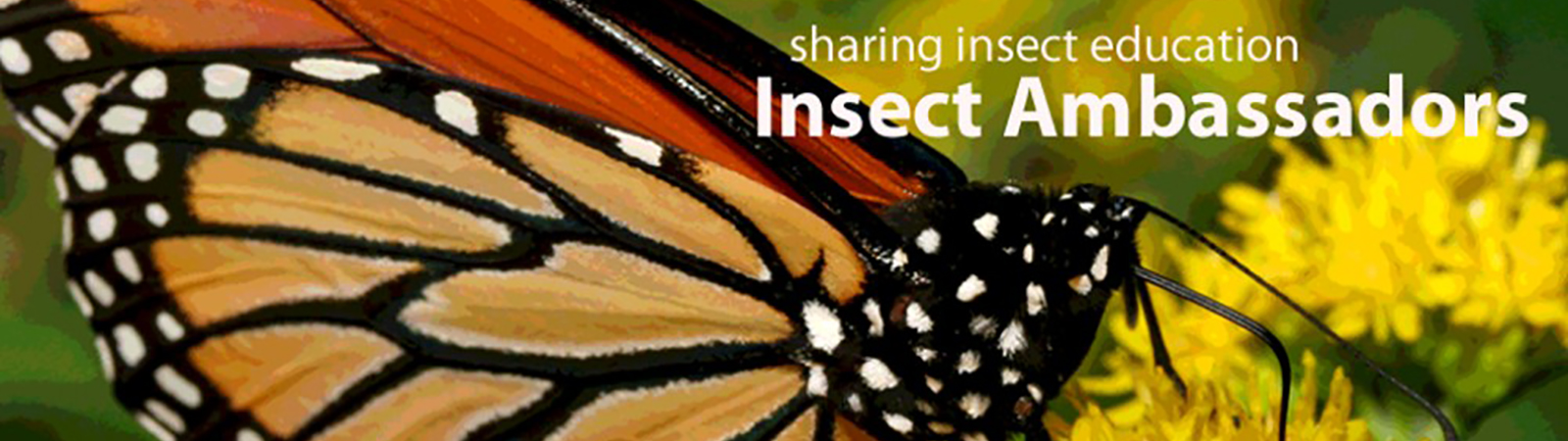 insect ambassadors page banner