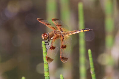 dragonfly on horsetail