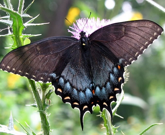 swallowtail butterfly on flower