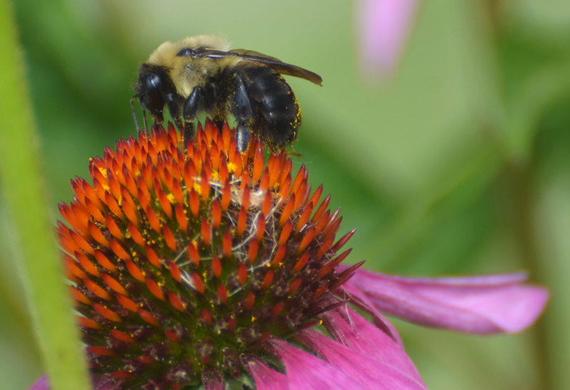 bumblebee on coneflower