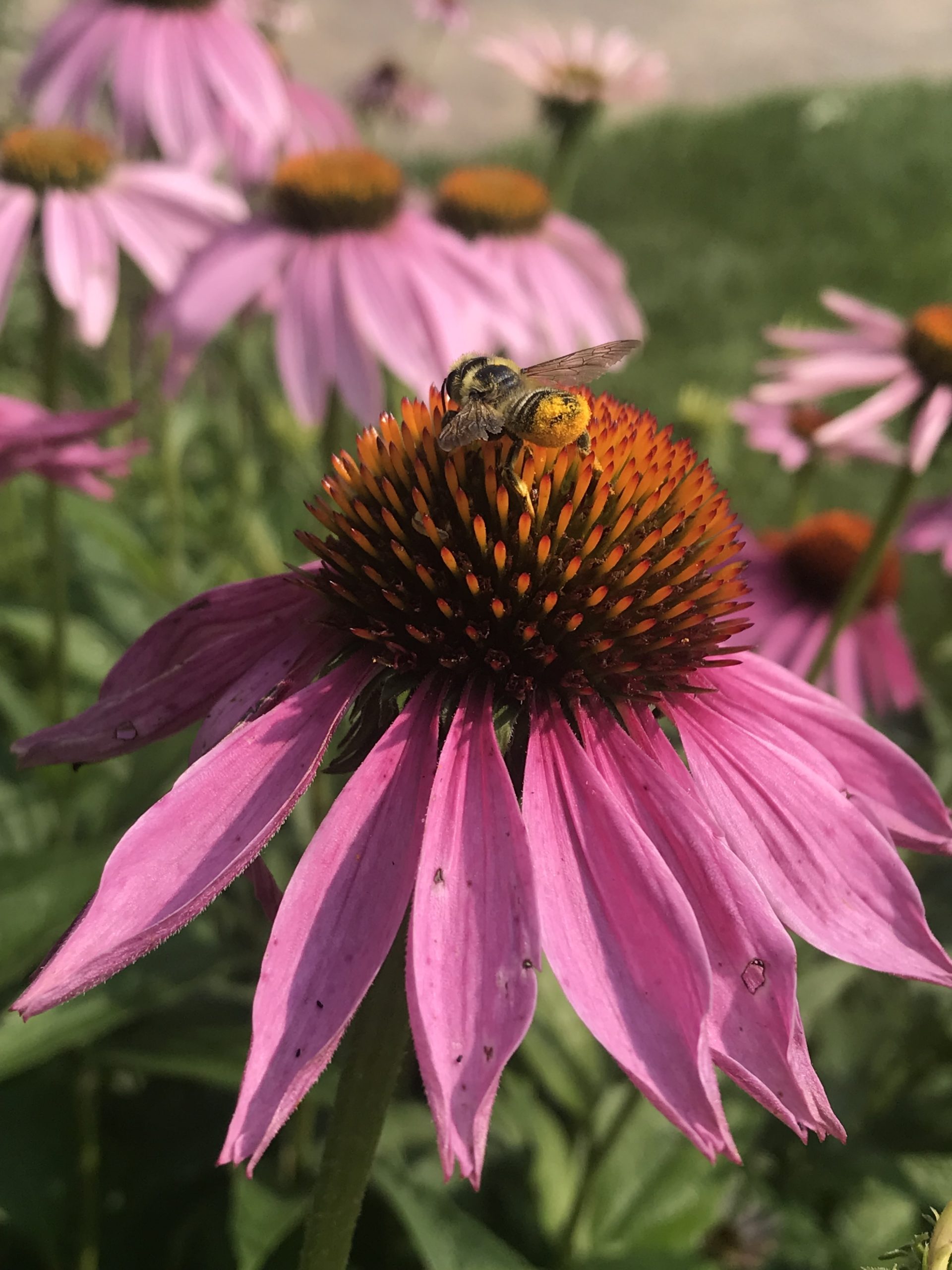 bee on purple coneflower