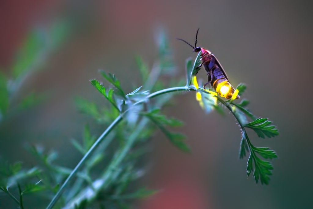 firefly on leaf