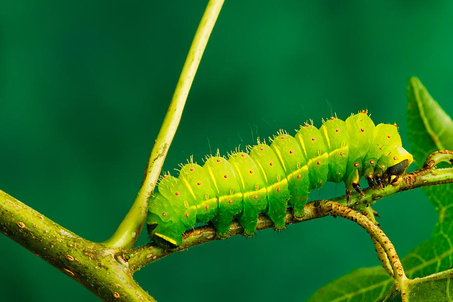 luna moth caterpillar