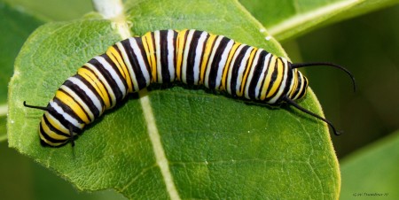 monarch caterpillar on leaf