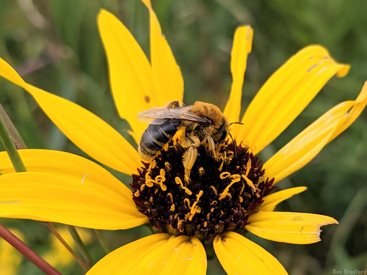 image of a mining bee on a flower