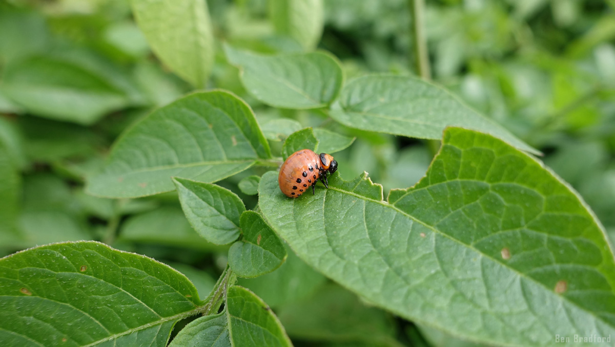 beetle larva on a leaf
