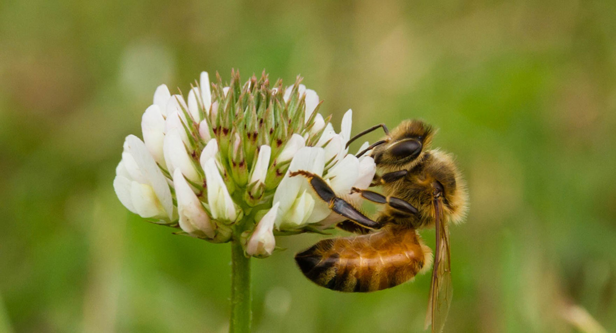image of a honeybee