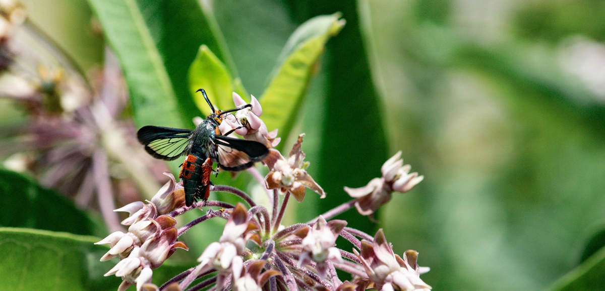 squash vine borer on milkweed