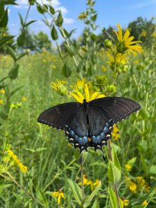 UW–Madison Recertified by Bee Campus USA