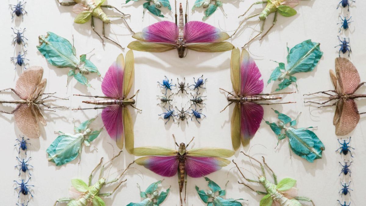 PJ Liesch interviewed for Madison Magazine feature “Bug out: Join us in celebrating Wisconsin’s insects”