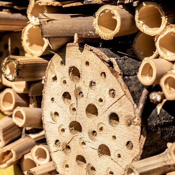 close photo of a solitary bee house