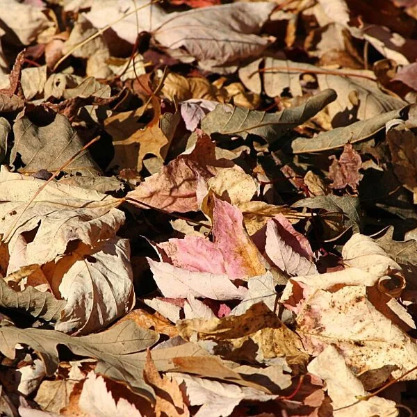 fallen leaves