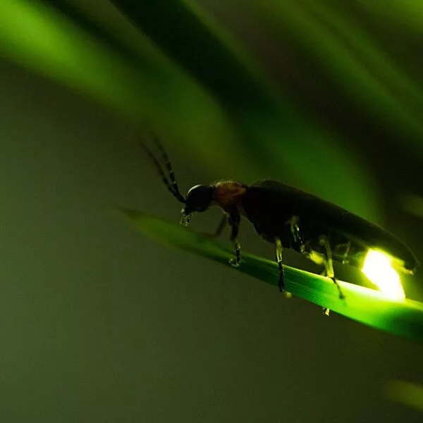 firefly on grass at night