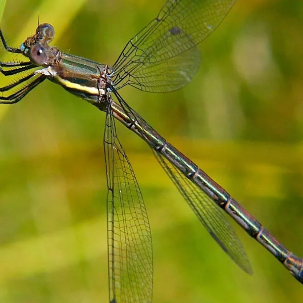 damselfly