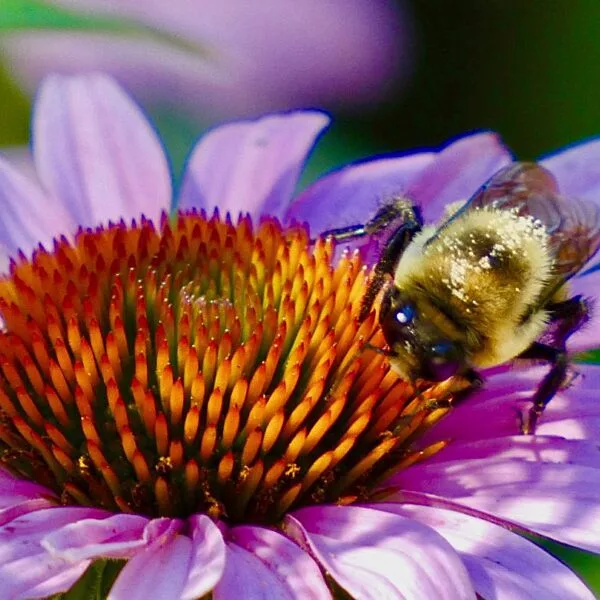 bee on a coneflower