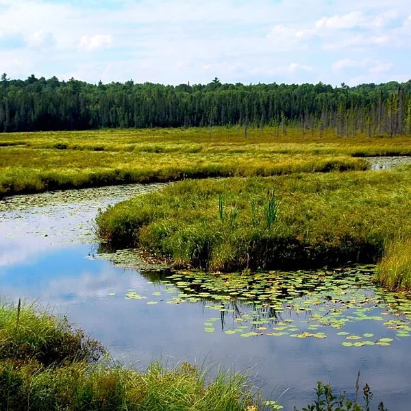 photo of a wetland