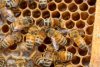 UW–Madison offers new beekeeping short course in February