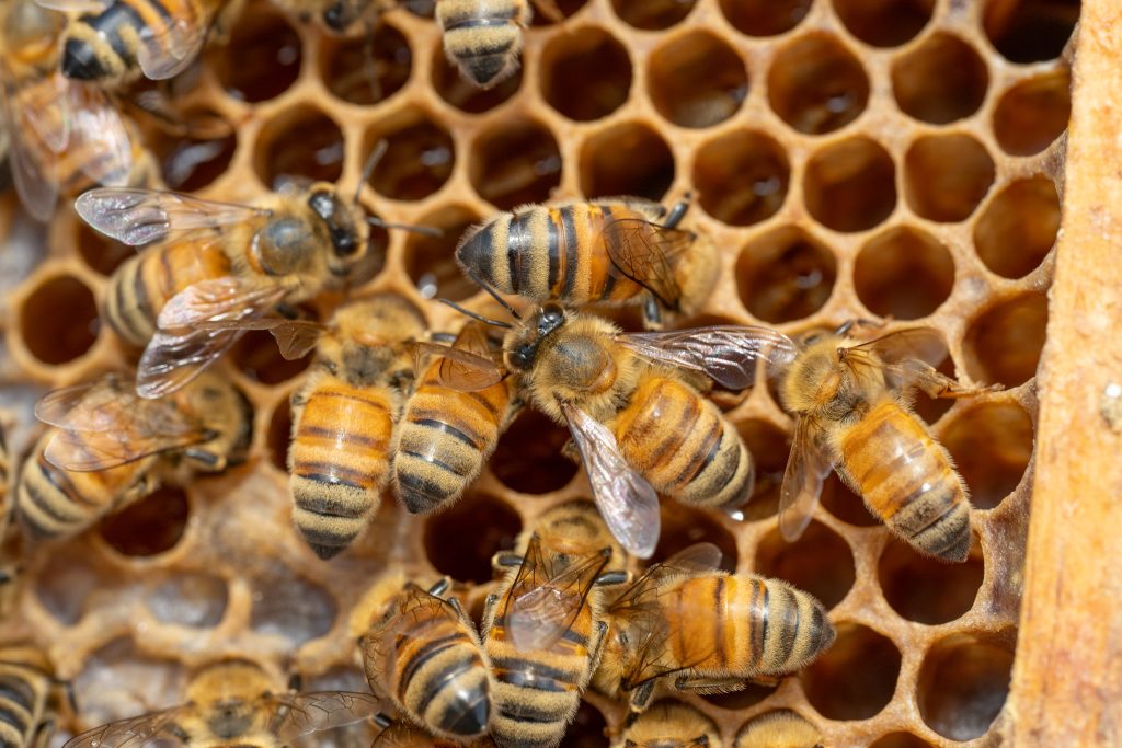 honeybees on honeycomb