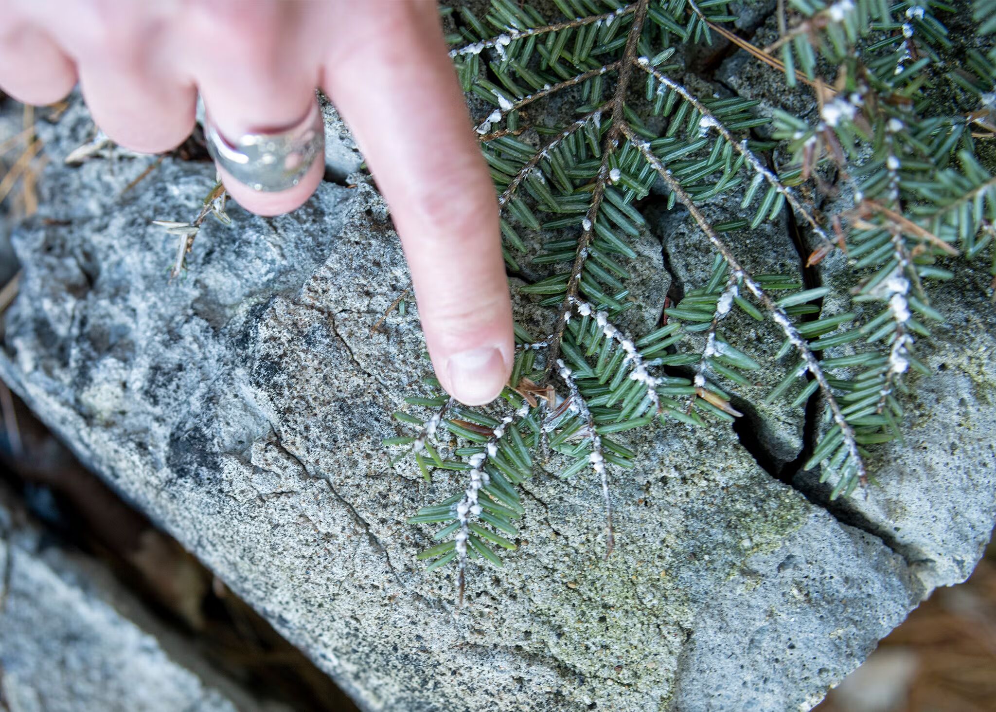pointing at a hemlock leaf with wooly adelgid present