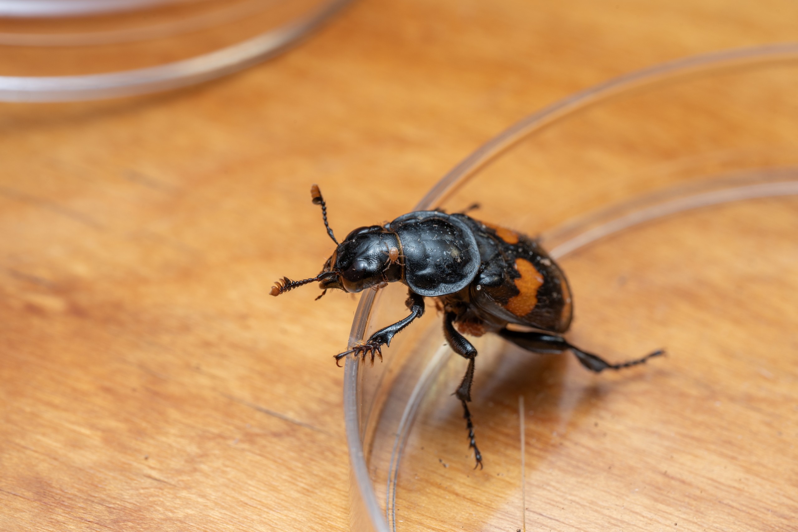 a beetle on the edge of a petri dish