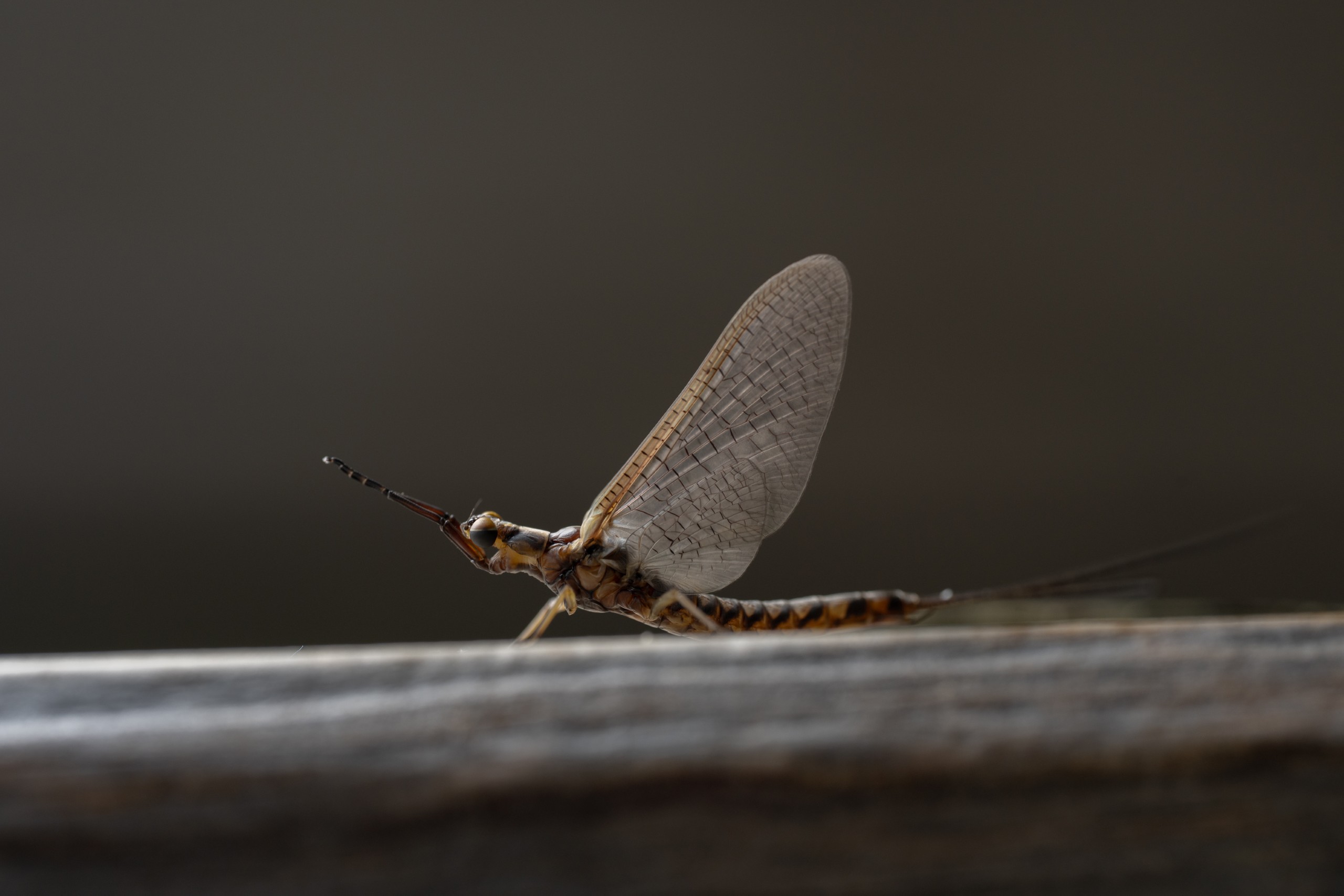 image of a mayfly resting on a surface
