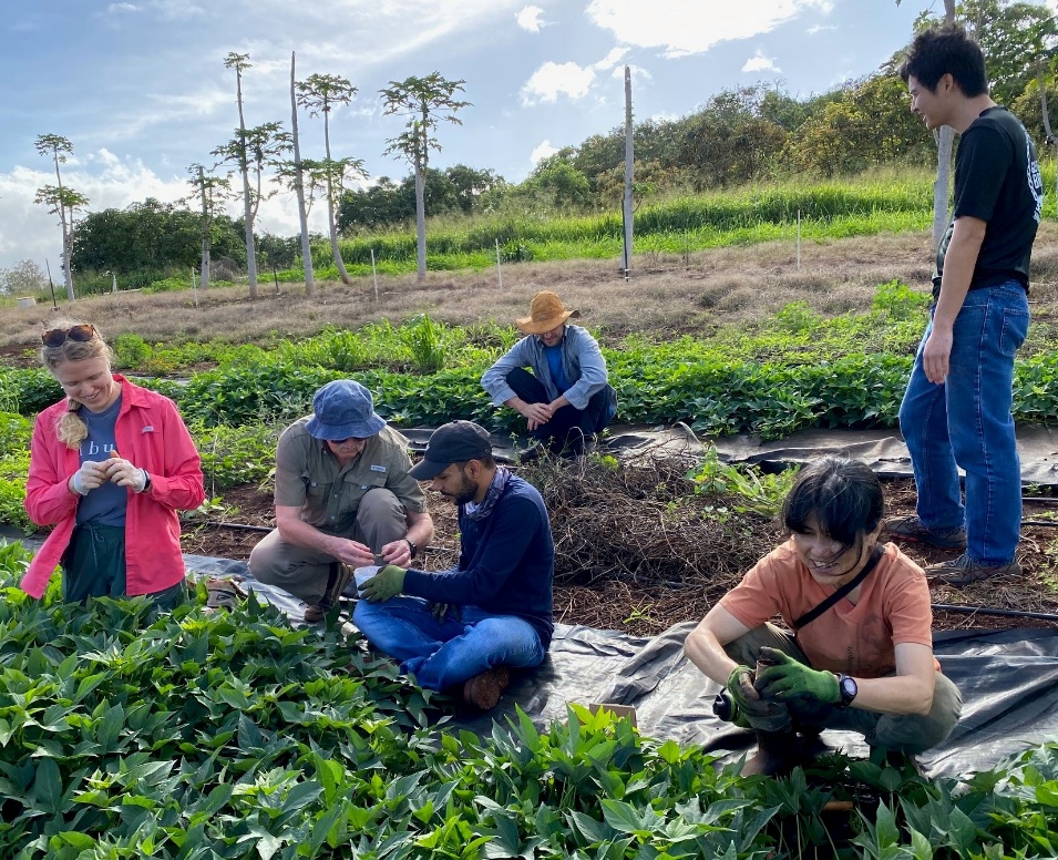 team of researchers inspecting sweet potato plants
