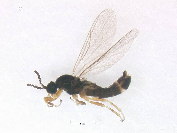 image of a fly