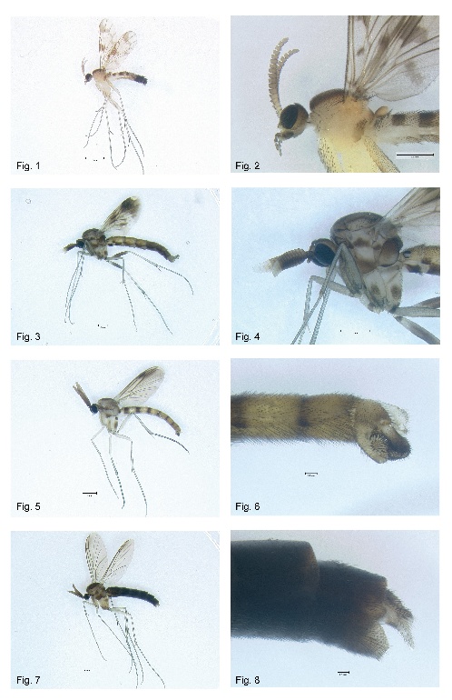 gallery of fungus gnat images