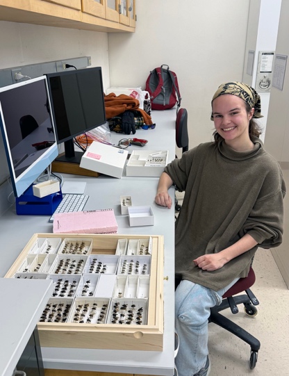 student sorting bee specimens