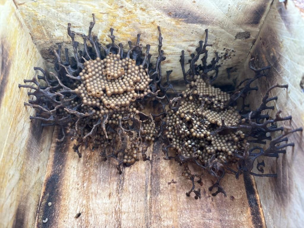 stingless bee colony