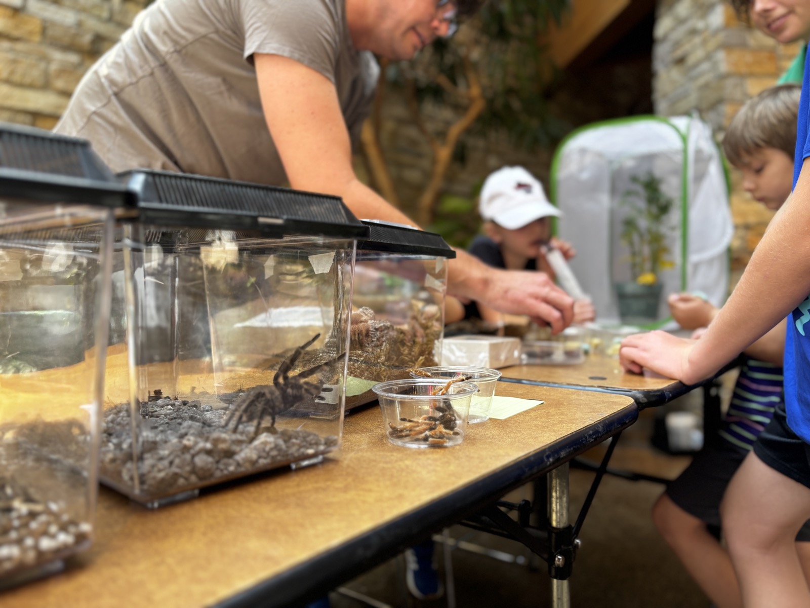 Insect petting zoo at 2025 Wisconsin Insect Fest