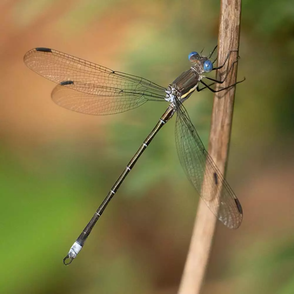 Great spreadwing damselfly
