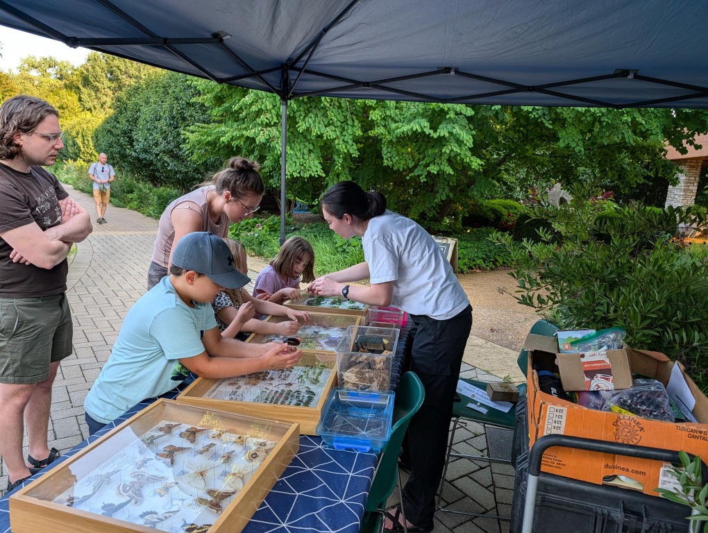 insect fest