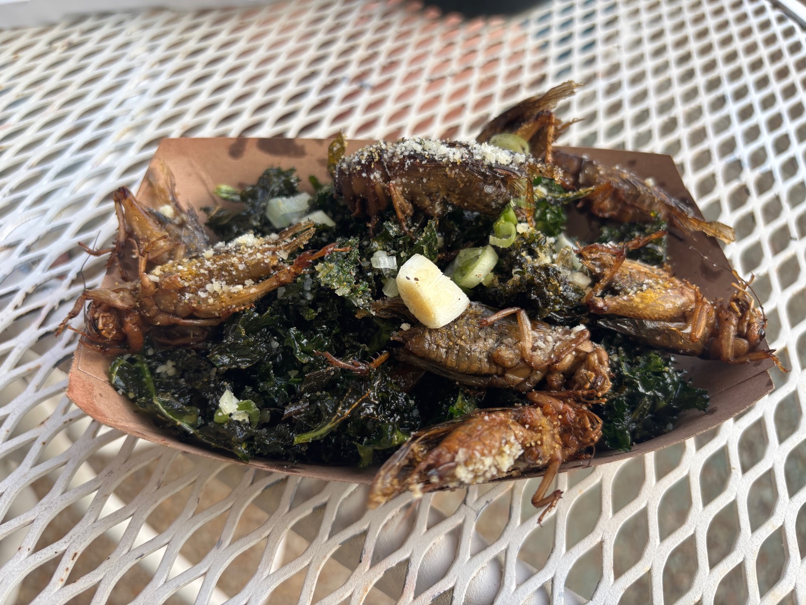 insect fest