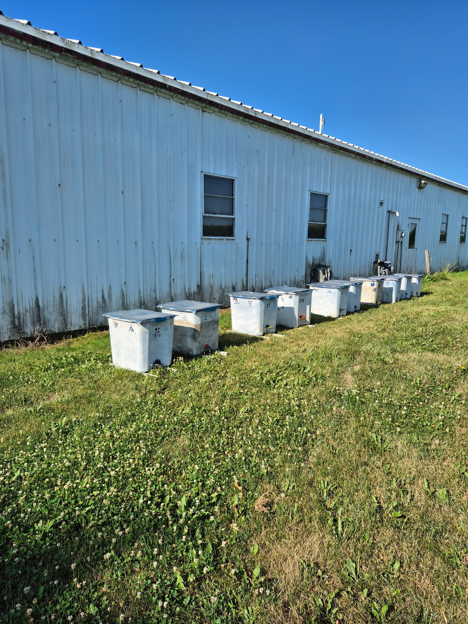 bumble bee colonies