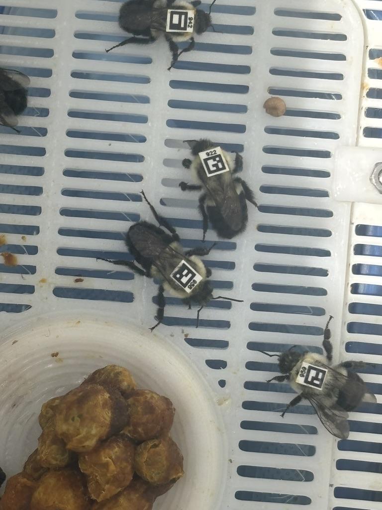 bumble bees with tags