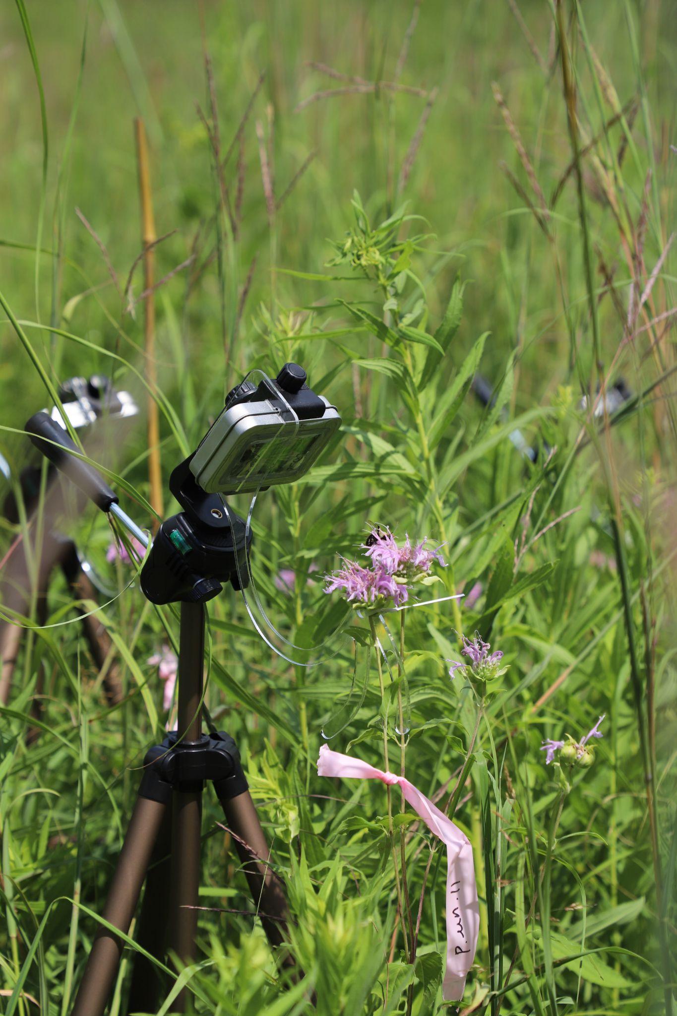 a low-cost pollinator camera trap