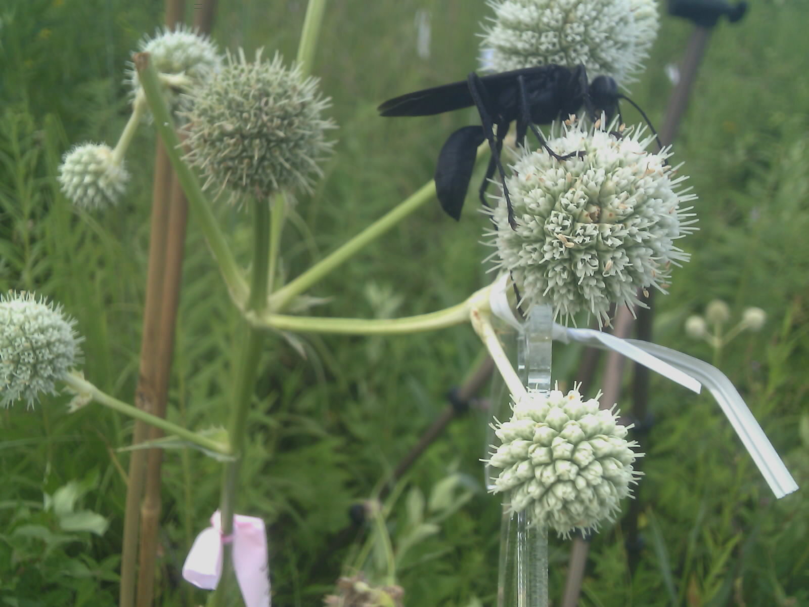wasp visiting rattlesnake master flowers