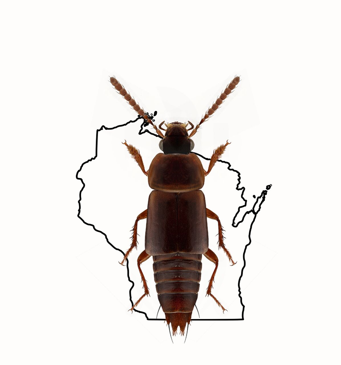 staphylinid on wisconsin map