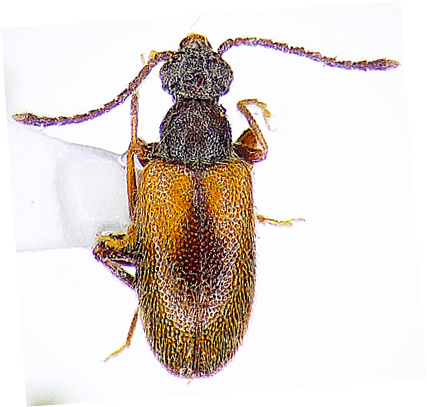 microscope image of a beetle