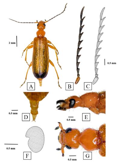 beetle taxonomy photo plate