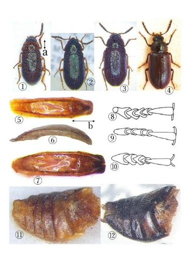 beetle taxonomy plate